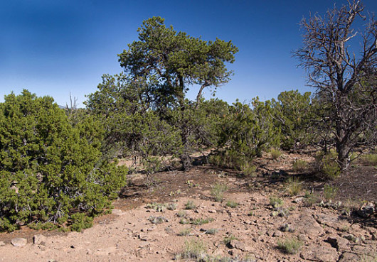 juniper and pinon pine